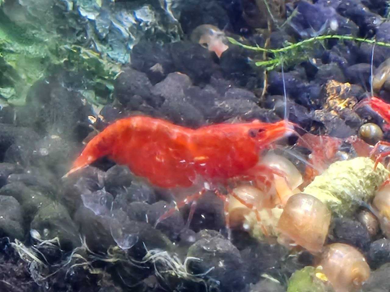 Camarão Neocaridina Red Cherry