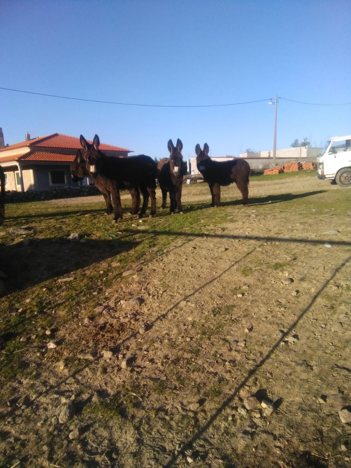 2 burrecos cruzados de mirandês