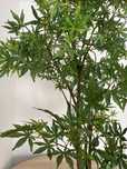 Planta plástico // Bordo Japonês