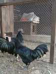 Kury Silka i Ayam Cemani