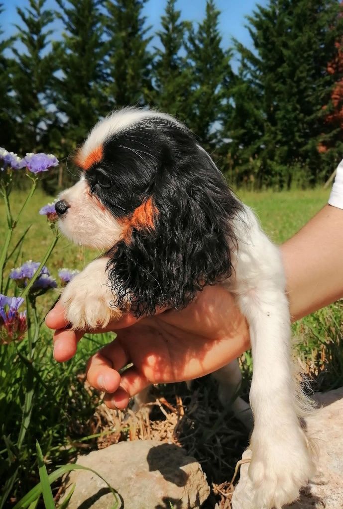 Cavalier King Charles spaniel