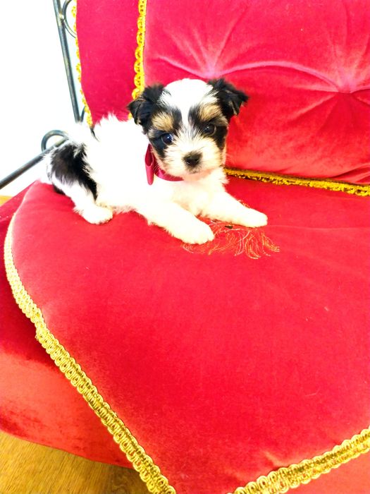 Śliczna suczka Dina z metryką ZkwP/FCI Biewer Yorkshire terrier.