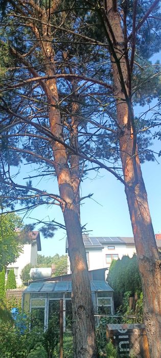 Oddam gratis drzewa za wycinkę