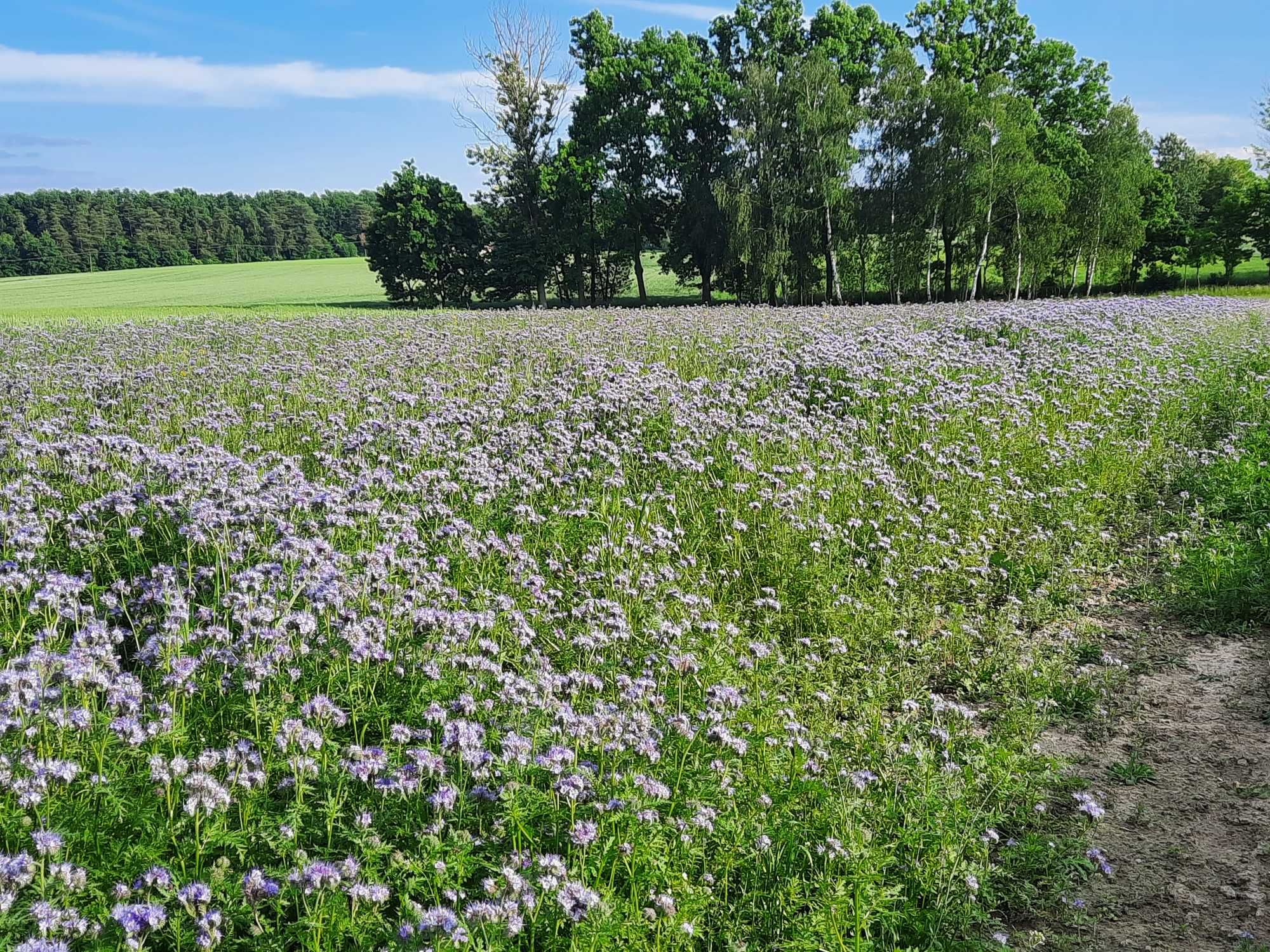 facelia błękitna