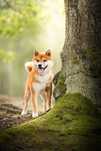 Shiba inu reproduktor
