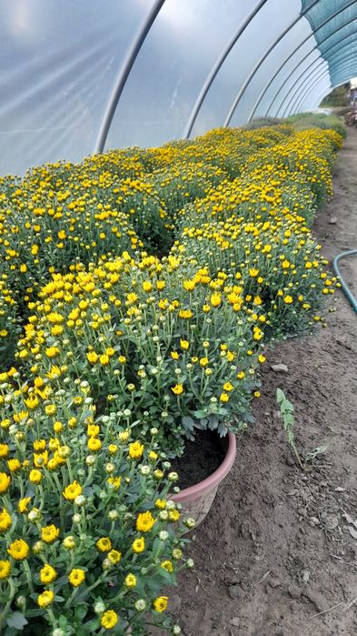 Chryzantemy chryzantema Wadowice