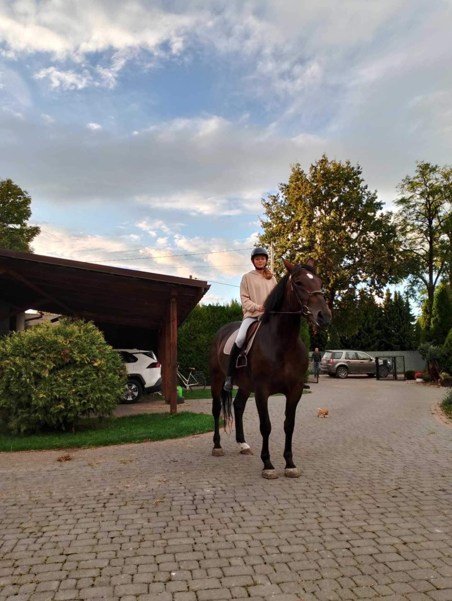 Sprzedam Klacz Śląska