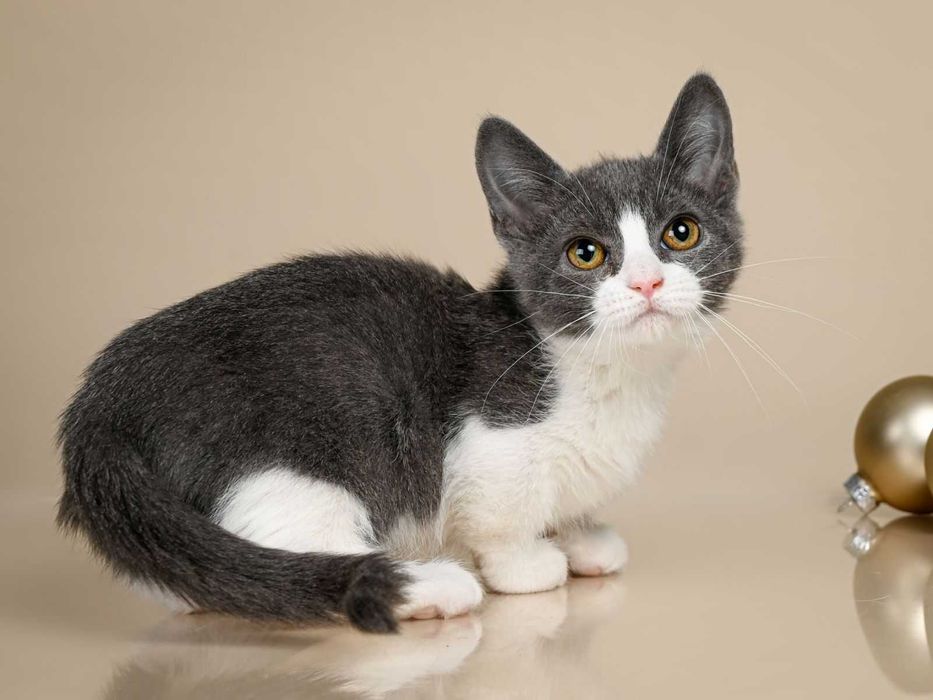 Манчкин девочка по имени Леди Грей