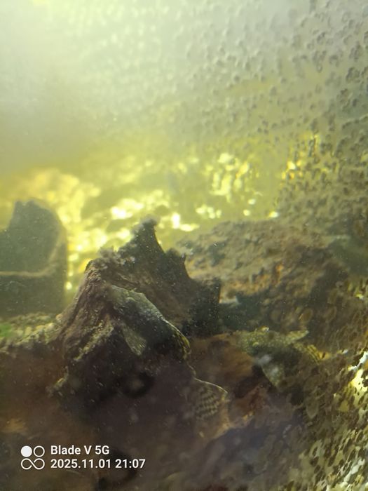 Rybki do oczka/ akwarium