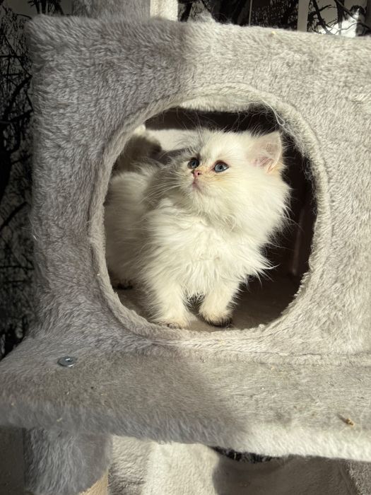 Kocurek z rodowodem pzf perski pers