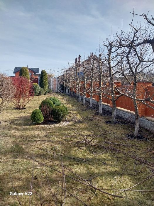 Обрізка дерев обрізка кущів та туй