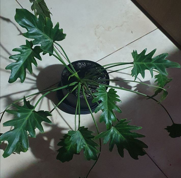 Філодендрон Ксанаду  Philodendron Xanadu