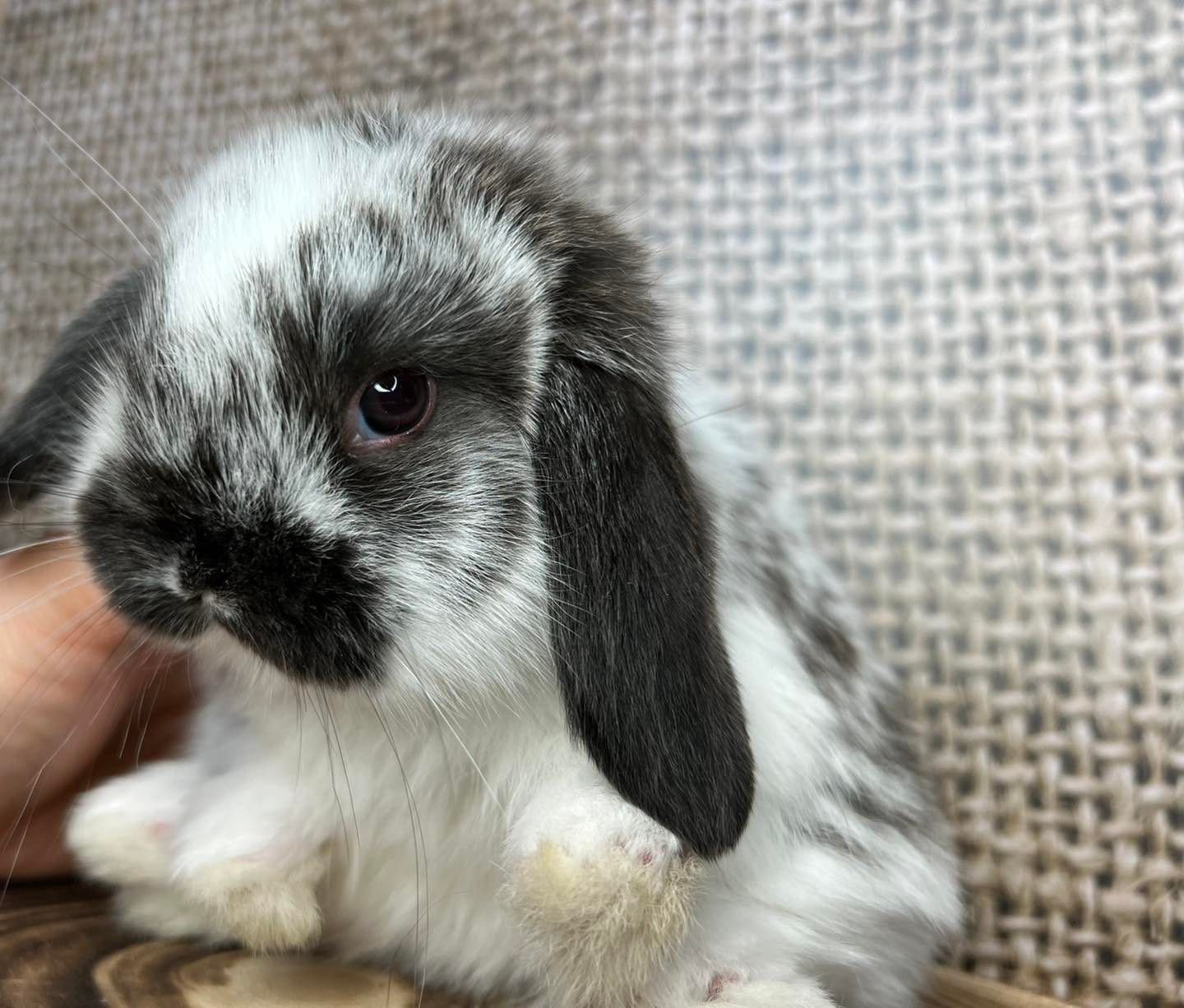 Mini lop zarejestrowana hodowla