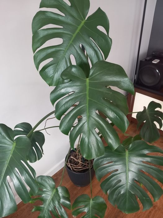 Monstera wys.150 cm