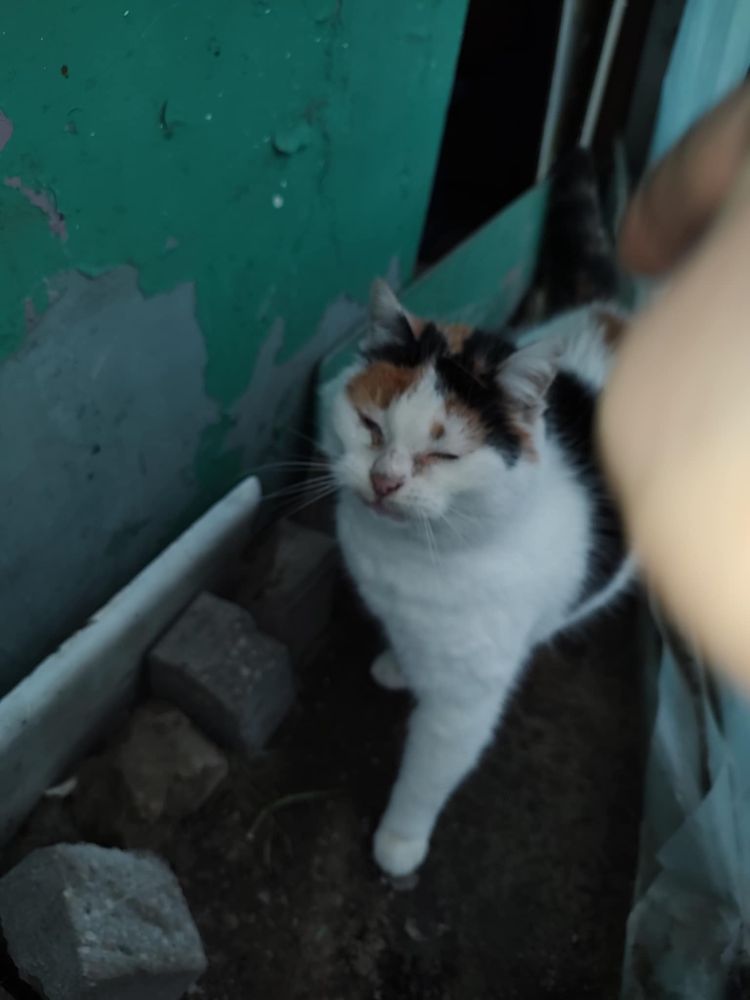 15 letnia kotka marzy o domku na ostatnie lata