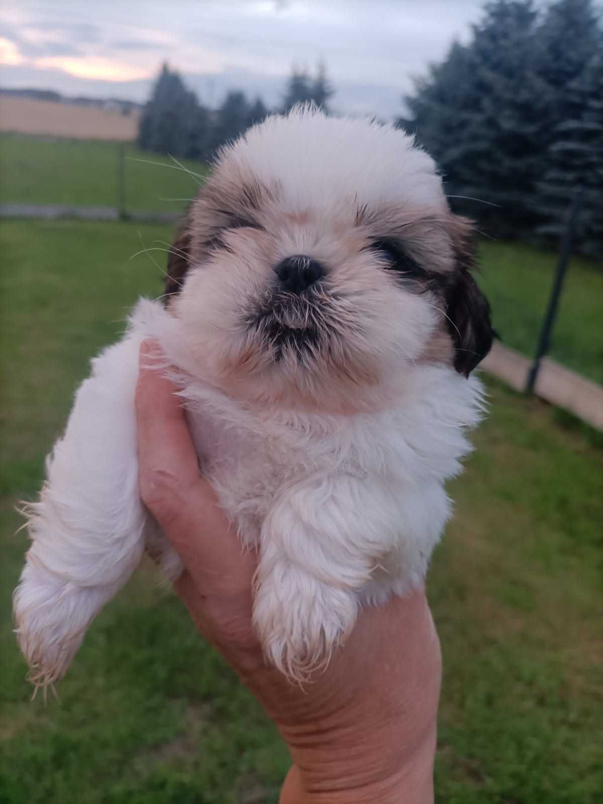 Shih Tzu szczeniak
