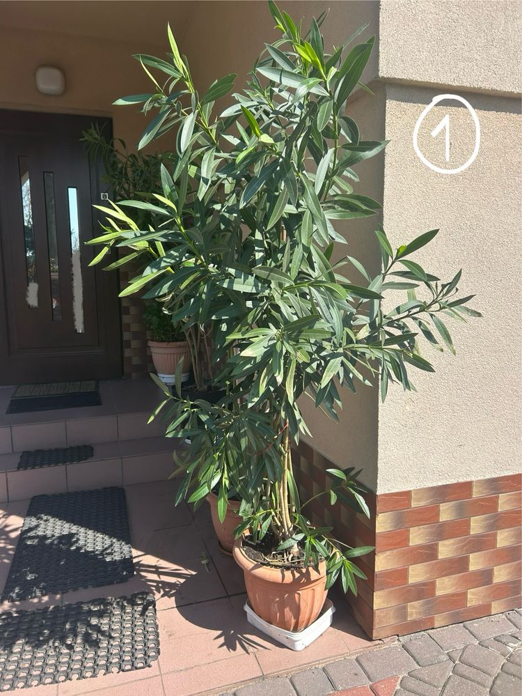 Oleander rozario
