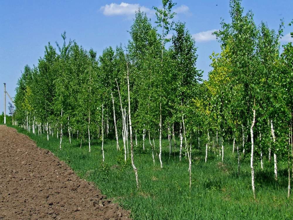 Береза звичайна саджанці ціна договірна