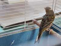 Kanarek kanarki Harceński - samiczka - możliwy transport