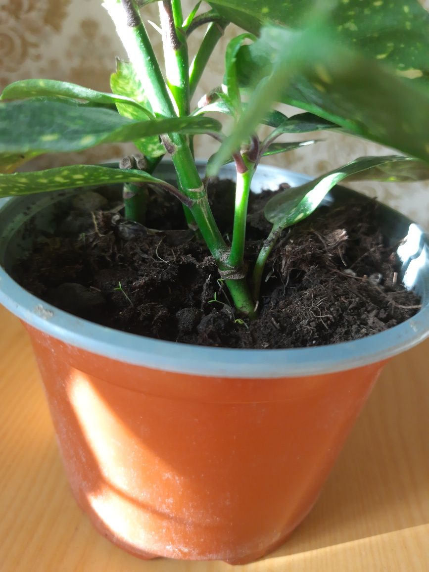 Аукуба японская растение