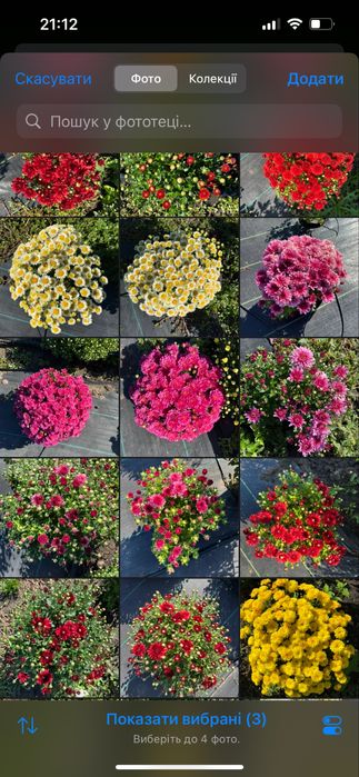 Хризантема вже з квітами шаровидна,  великий вибір,  корейська кущова