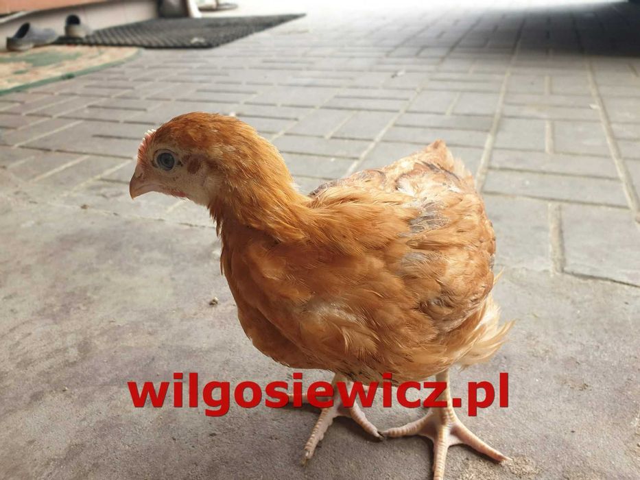 Kurczak zagrodowy brojler Rebo
