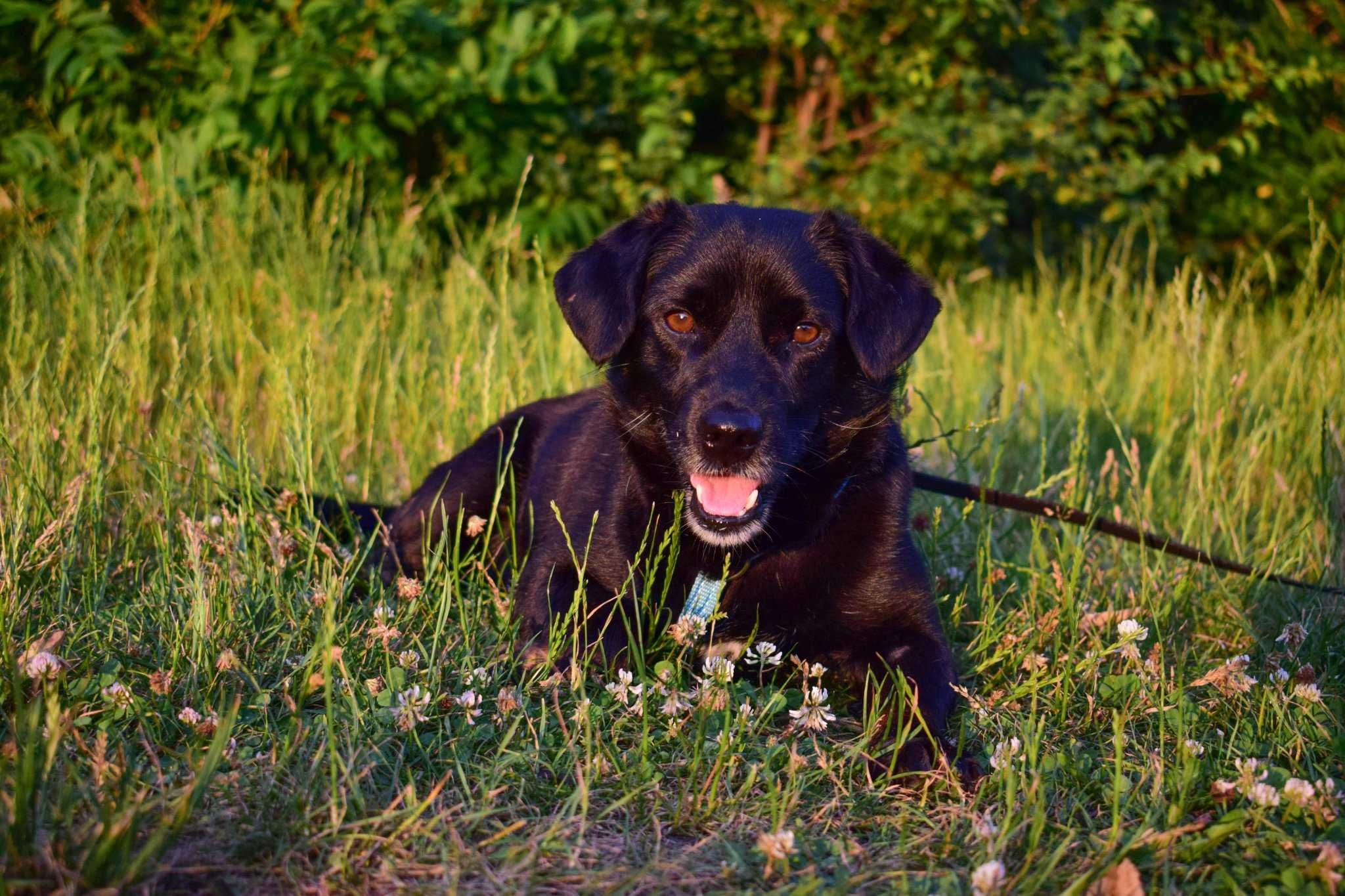 Miniś – wrażliwy piesek poleca się do adopcji