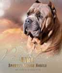 Cane Corso Italiano doskonale skojarzenie. Hodowla ZKwP/ FCI