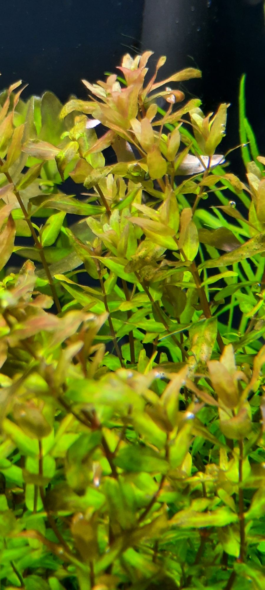 Rotala macranda green roślina akwariowa