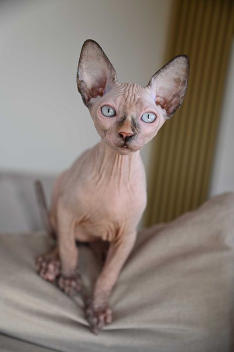 Piękna Figa - koteczka Sfinks