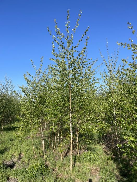 Brzoza grab sosna brodawkowata Betula pendula sadzonki drzewa 2m 3m 4m