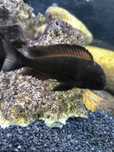 tropheus moorii com cerca de 6 a 8 cm