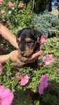 Terier Walijski ZKwP FCI Welsh Terrier