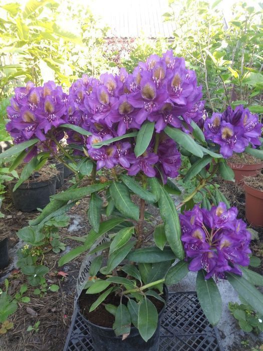 Рододендрон з квітами. Продам