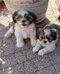 Szczeniaczki Shih tzu + rodowód / chip / komplet szczepień