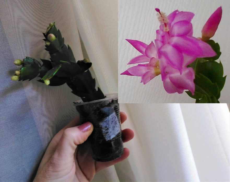 шлюмбергера оранжевая розовая желтая рождественник декабрист