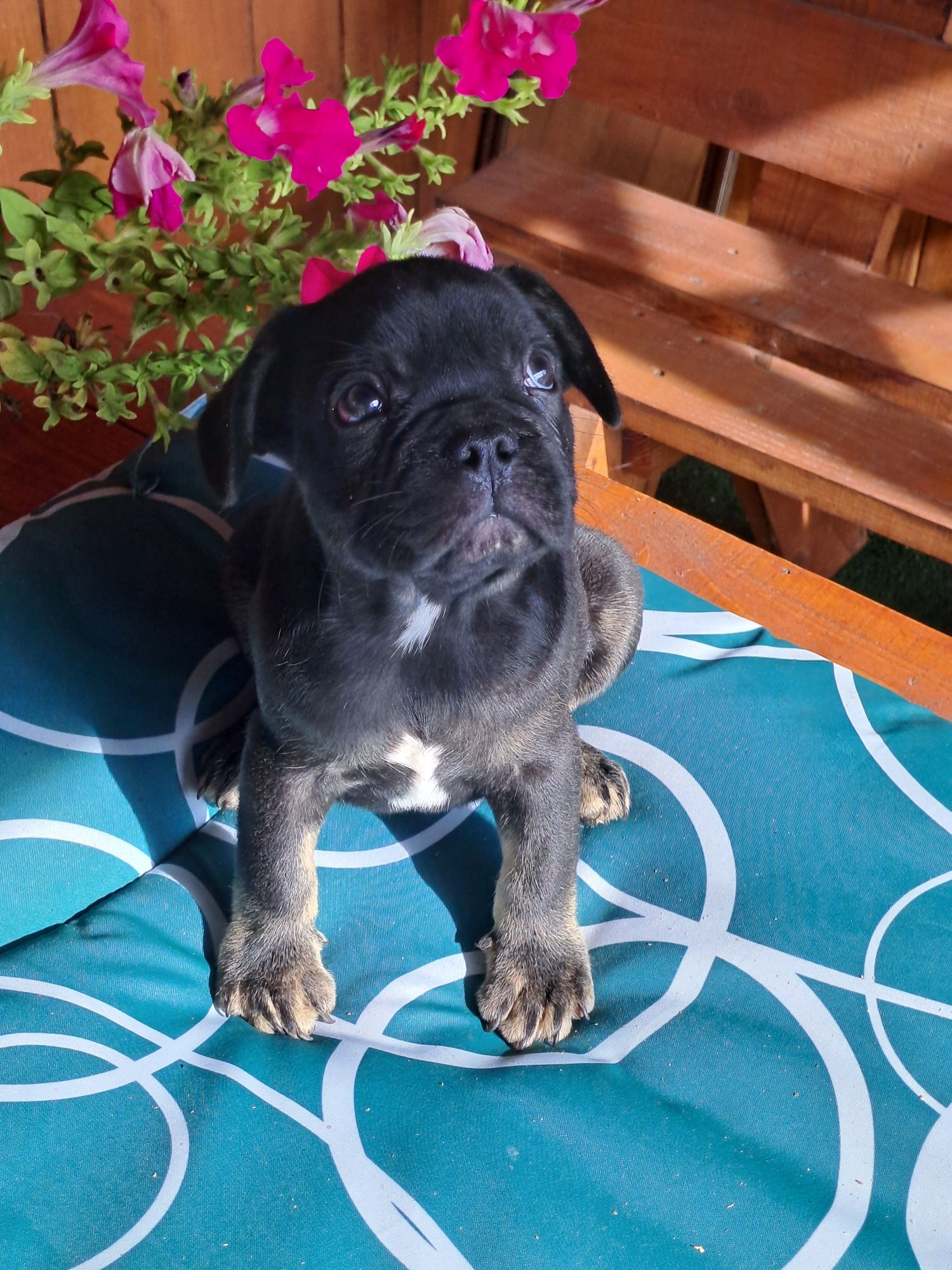Szczeniak buldog francuski piesek