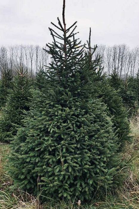 Swierk pospolity formowany 1.80-2.50 jodla kaukaska choinki