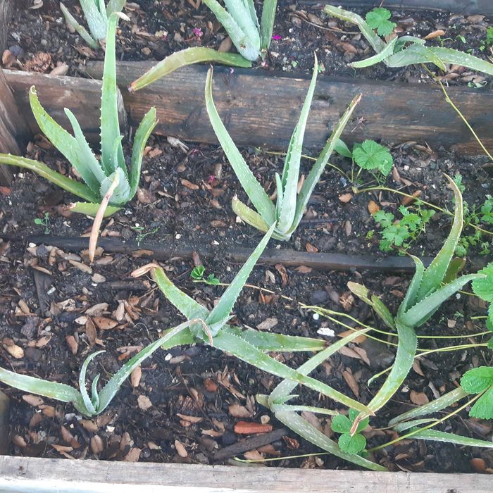 Plantas de Aloe vera