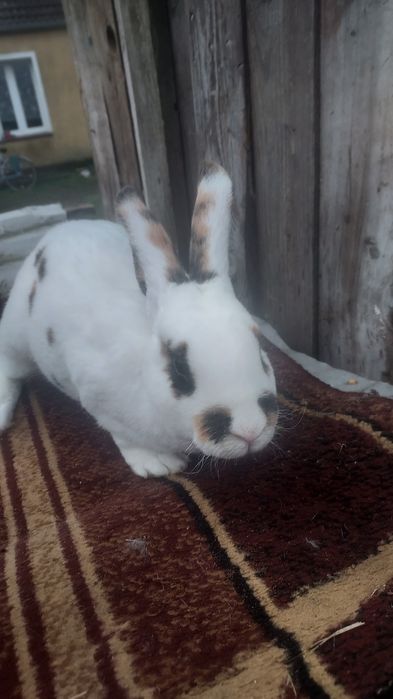 Sprzedam rex trójbarwny