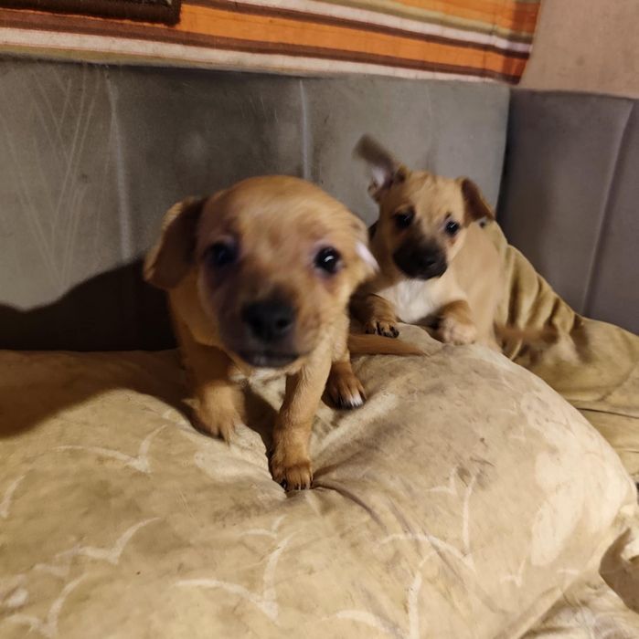 Malutkie 3 miesieczne pieskj do adopcji