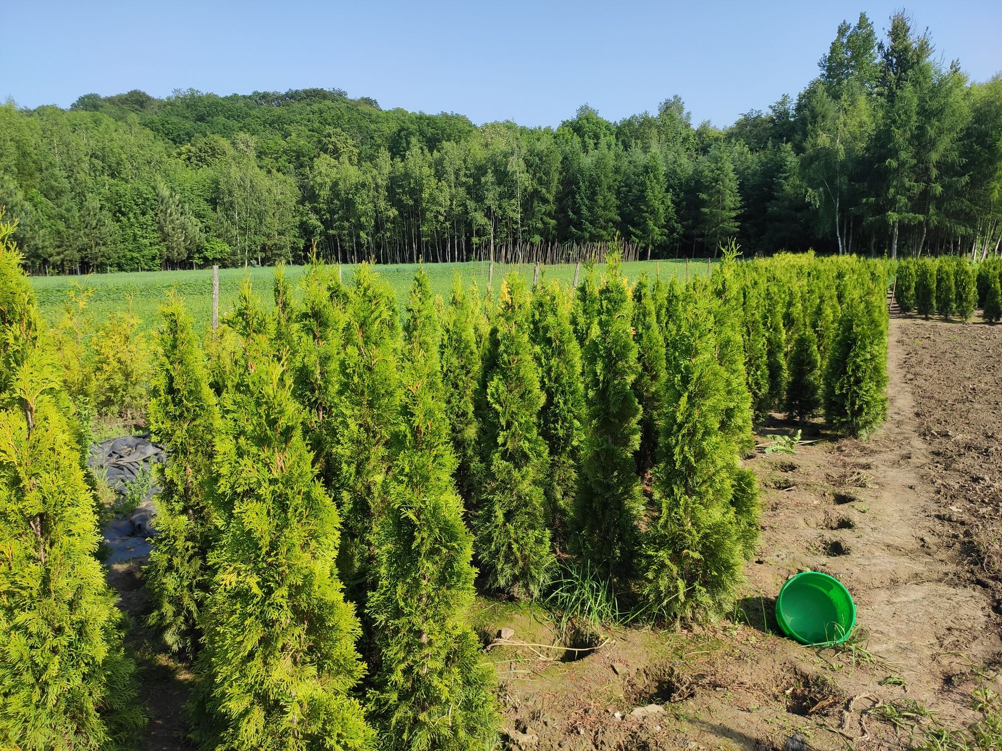 Thuja Tuja Szmaragd Smaragd 150-170 cm kopane z gruntu