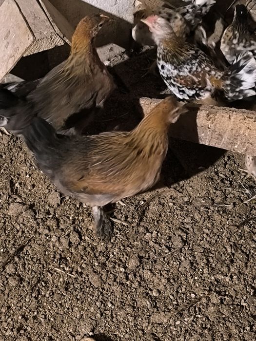 Zamienię kurki za golebie