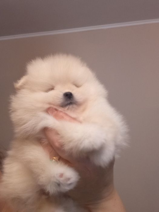 Померанский шпиц