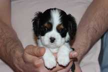 Szczeniak piesek Cavalier King Charles Spaniel ZKwP FCI
