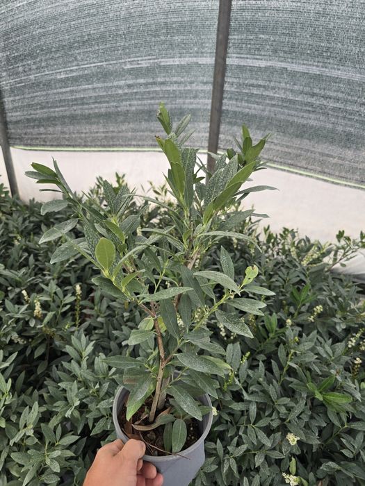 Laurowisnia Novita, Etna ,Otto  Luyken
Zapraszamy 
Zawichost ul.Trojca