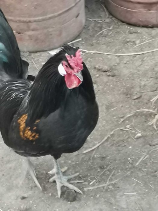 Півники декоратмвні