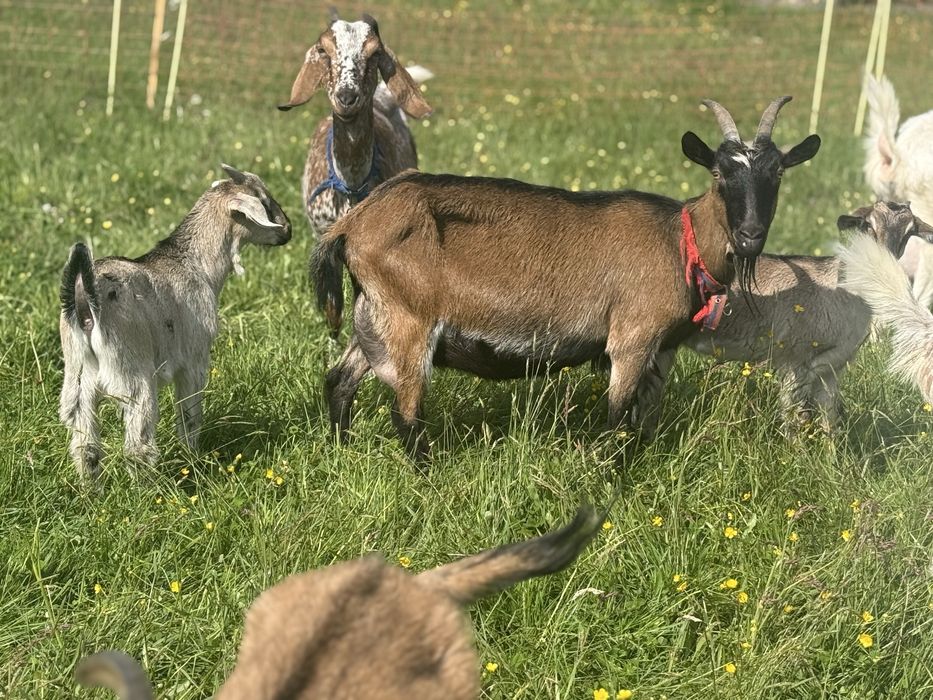 Kozka  / Młoda koza mleczna / mix alpejka x anglonubijski