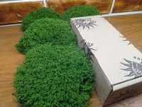 Мох,Стабилизированый мох,Зелёный,Очищеный.Фото без фильтров