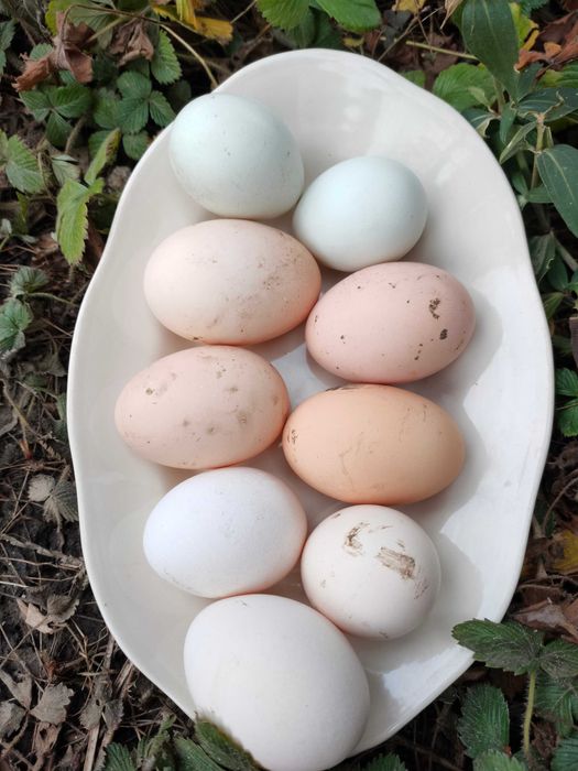 sprzedam jajka kurt ekologiczny chów